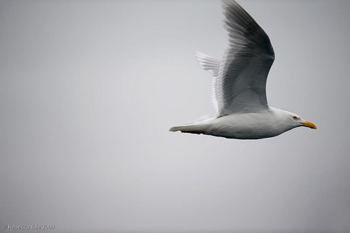 Arctic Fauna: Glaucous Gull