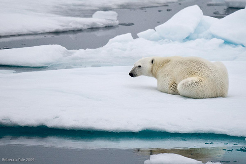 Polar Bear on Ice Flows, Svalbard