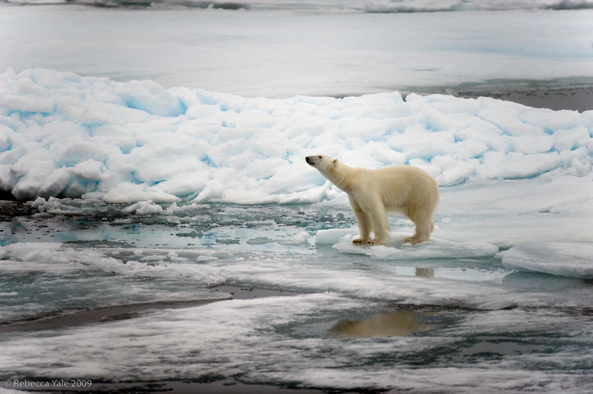 Polar Bear Hunting on Ice Flows, Svalbard