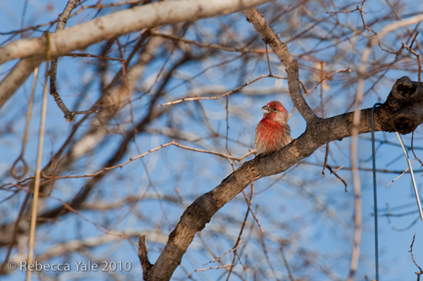 RYALE_CentralPark_2.15-31