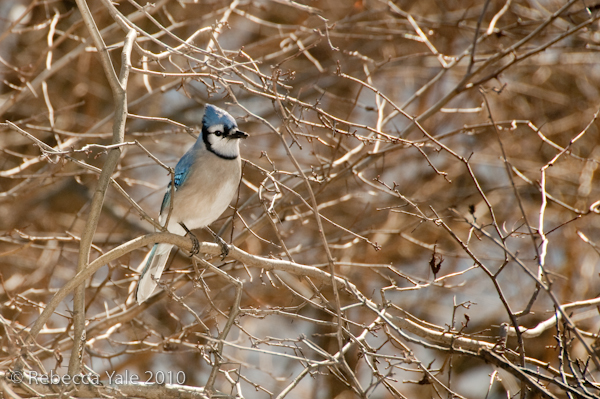 RYALE_CentralPark_2.15-48