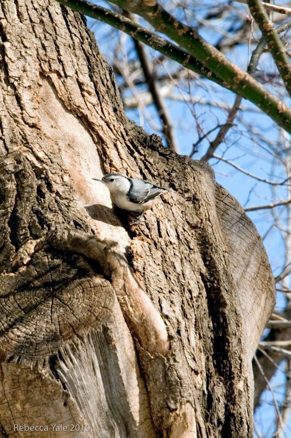 RYALE_CentralPark_2.15-30
