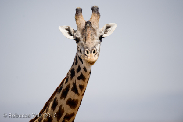 RYALE_Giraffes_6