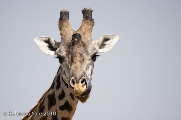 RYALE_Giraffes_5