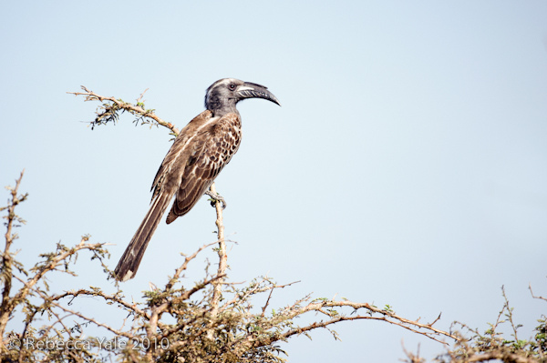 RYALE_Serengeti_Under_Canvas_11