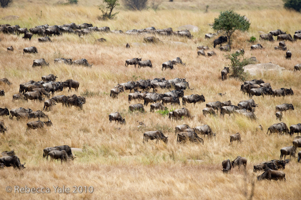 RYALE_Serengeti_Under_Canvas_68