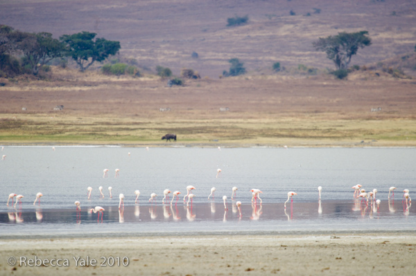RYALE_Ngorongoro_Crater_75