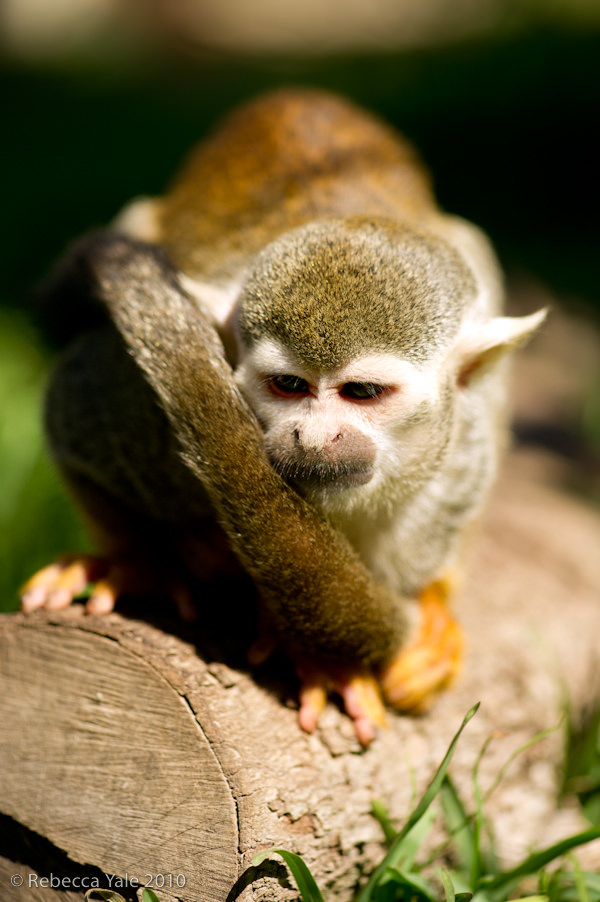 RYALE_African_Dawn_Squirrel_Monkeys_7