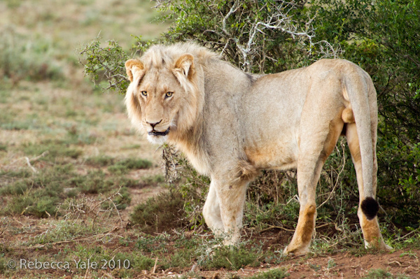 RYALE_Schotia_Safaris_51