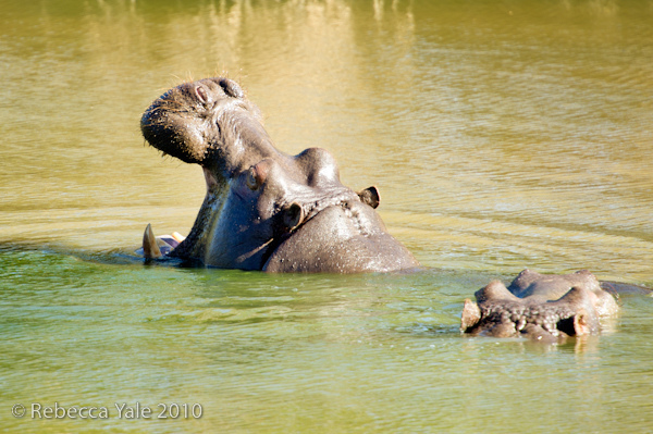 RYALE_Schotia_Safaris_8