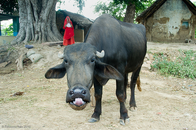 RYALE_Fatehpur_Sikri_28