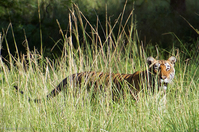 RYALE_Ranthambore_Tiger_4