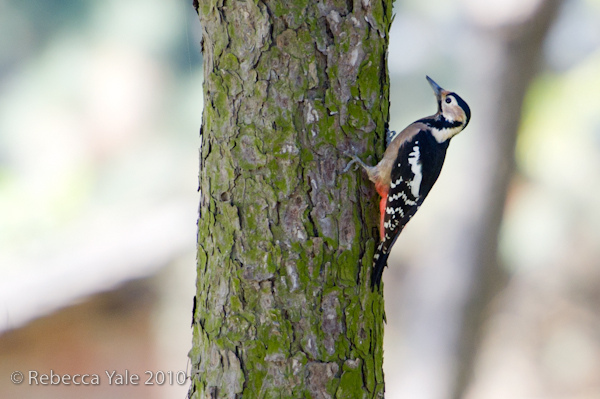 RYALE_Shaanxi_Birds_4