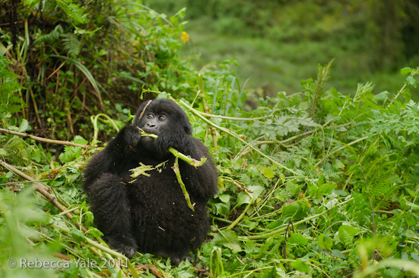 RYALE_Rwanda_Uganda_Safari-33
