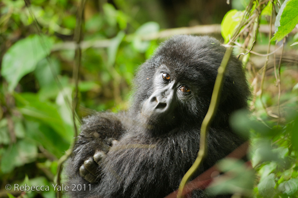 RYALE_Rwanda_Uganda_Safari-66
