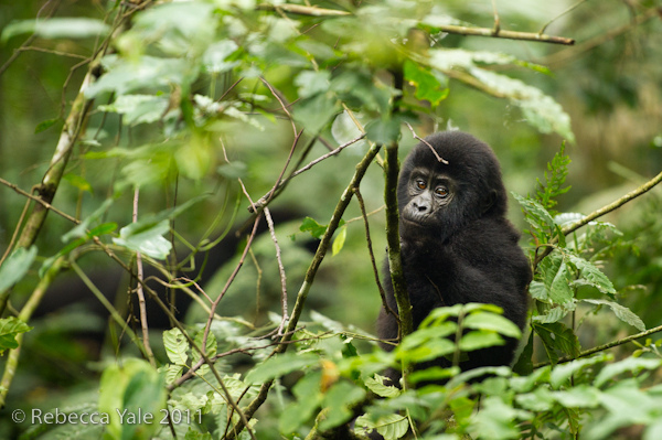 RYALE_Rwanda_Uganda_Safari-119