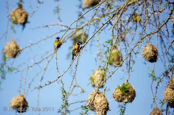 RYALE_Rwanda_Uganda_Safari-197