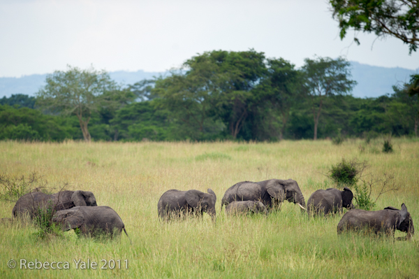 RYALE_Rwanda_Uganda_Safari-264