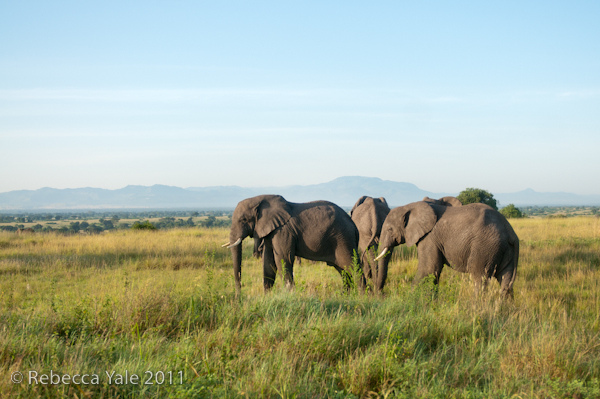 RYALE_Rwanda_Uganda_Safari-271