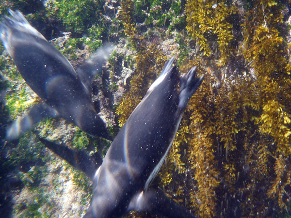 RYALE_Galapagos_Underwater-19