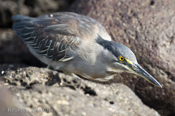 RYALE_Galapagos-191