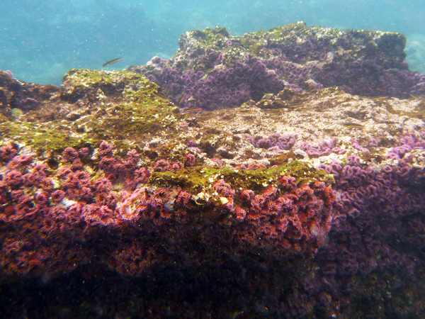 RYALE_Galapagos_Underwater-28