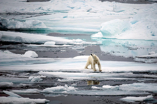 Polar Bear Hunting on Ice Flows, Svalbard