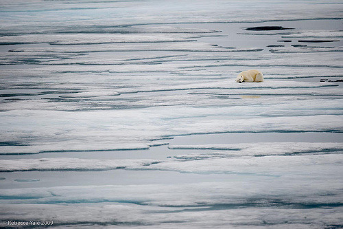 Arctic Fauna: Polar Bear in the Ice