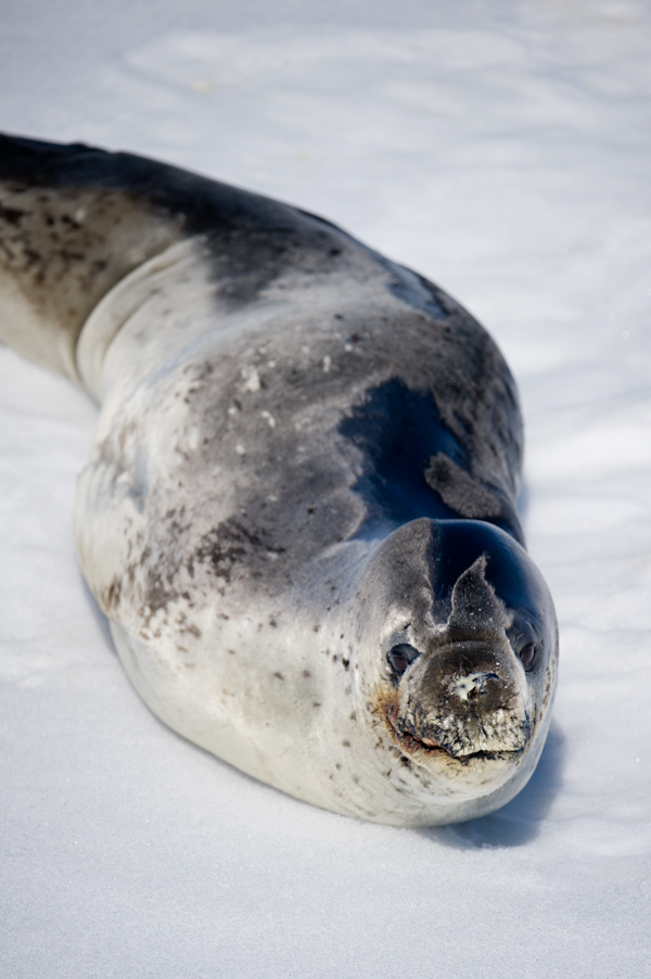 RYALE_Antarctica_Seals-5