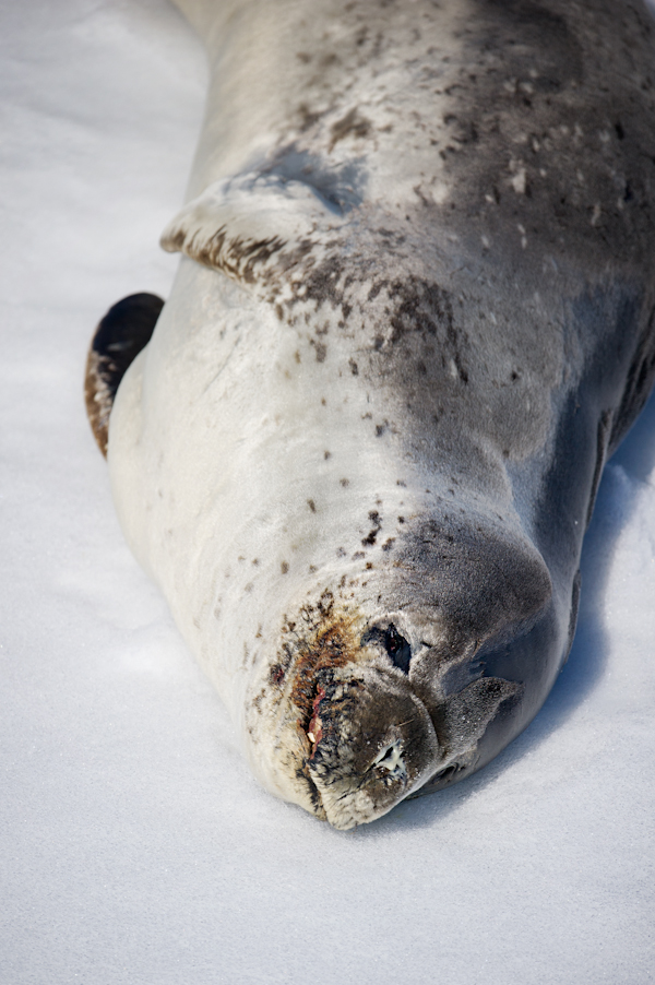 RYALE_Antarctica_Seals-4
