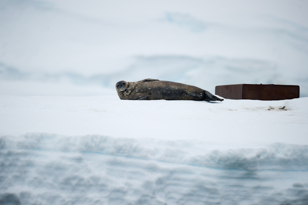 RYALE_Antarctica_Seals-1