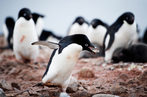 RYALE_Antarctica_Penguins-60