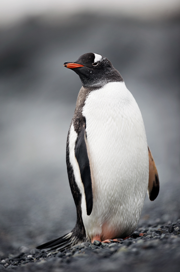 RYALE_Antarctica_Penguins-11