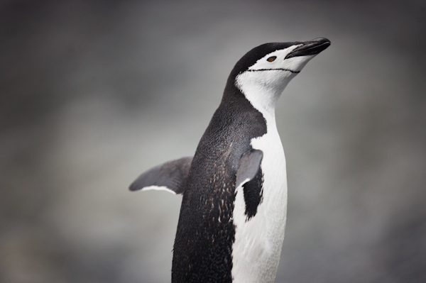 RYALE_Antarctica_Penguins-9