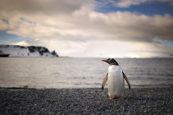 RYALE_Antarctica_Penguins-6