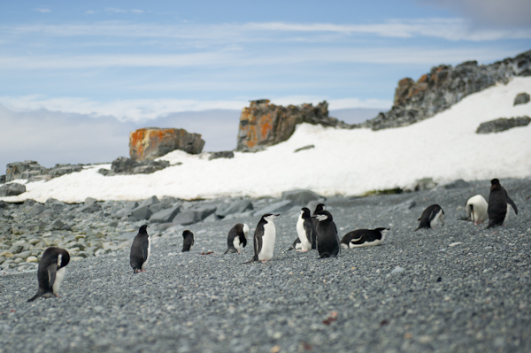 RYALE_Antarctica_Penguins-5