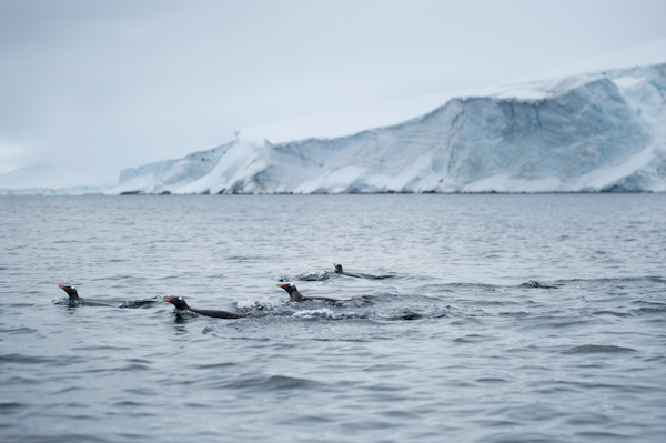RYALE_Antarctica_Penguins-3