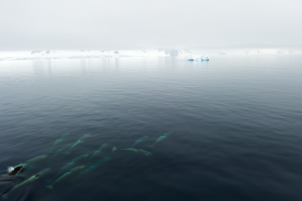 RYALE_Antarctica_Whales-11