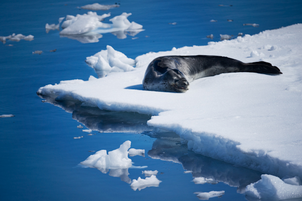 RYALE_Antarctica_Seals-6