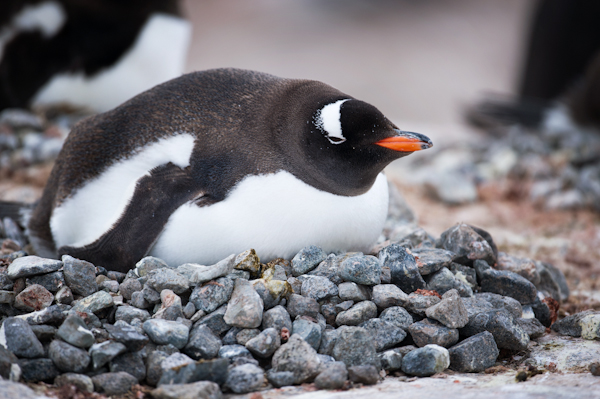 RYALE_Antarctica_Penguins-42