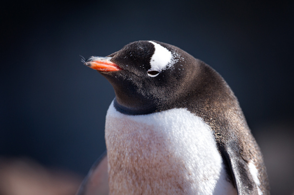RYALE_Antarctica_Penguins-39