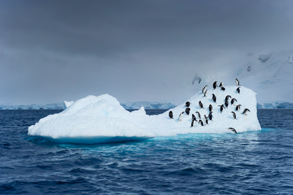 RYALE_Antarctica_Penguins-37