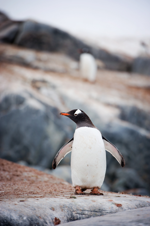 RYALE_Antarctica_Penguins-35
