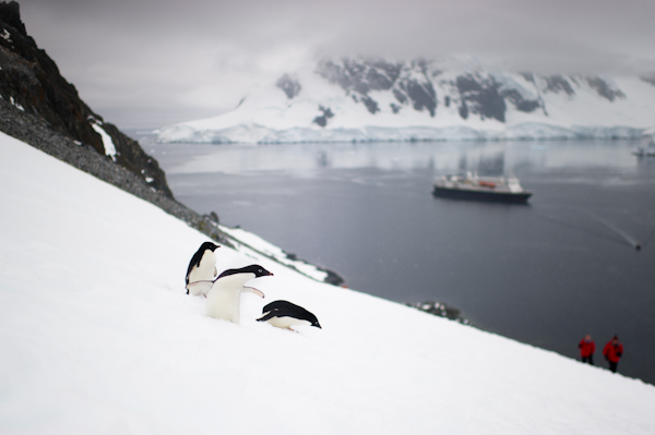 RYALE_Antarctica_Penguins-26