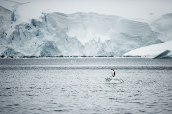 RYALE_Antarctica_Penguins-24