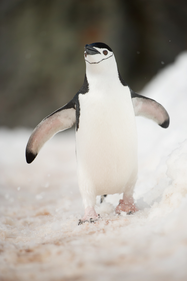 RYALE_Antarctica_Penguins-21
