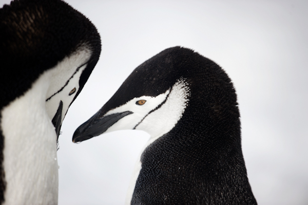 RYALE_Antarctica_Penguins-18