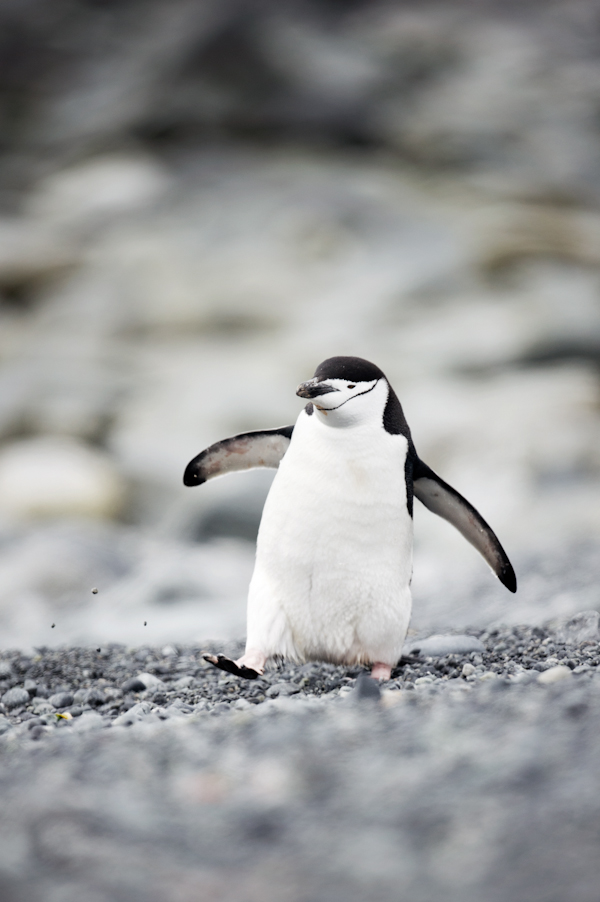 RYALE_Antarctica_Penguins-12