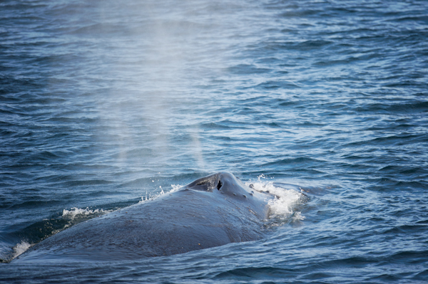 RYALE_Antarctica_Whales-1