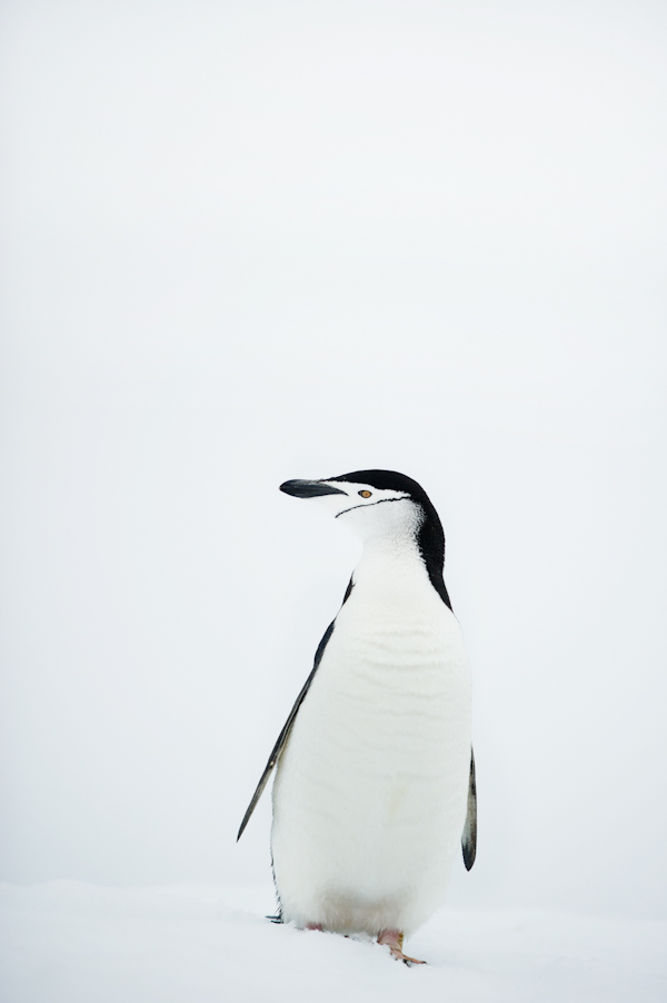 RYALE_Antarctica_Penguins-32